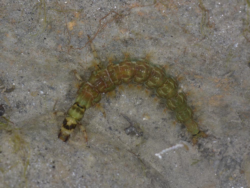 Piccolo mostriciattolo verde: larva di Rhyacophila sp.